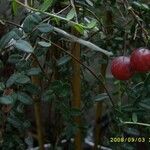 Vaccinium macrocarpon Fruit