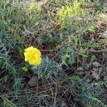 Cistus calycinus Blomma