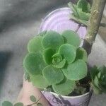 Aeonium haworthiiHoja