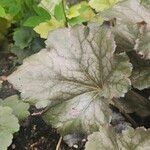 Heuchera americana 葉