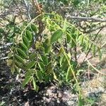 Cassia abbreviata Leaf