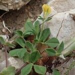 Lotus edulis Hábitos