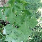 Lactuca biennis Leaf