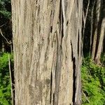 Eucalyptus globulus ᱪᱷᱟᱹᱞᱤ