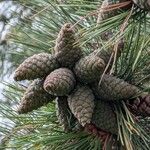 Pinus thunbergii Hedelmä