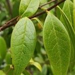 Chimonanthus nitens Hoja