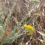 Helichrysum italicumFlower