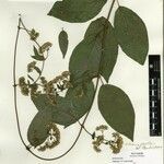 Mikania parviflora Други
