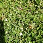 Trifolium subterraneum Bloem