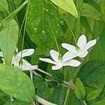 Wrightia religiosa Flower