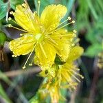 Hypericum perforatumBlomst