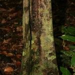 Sloanea brevipes Corteza