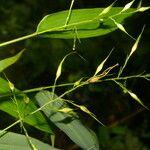 Olyra latifolia Vrucht