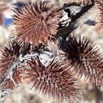 Xanthium orientale Frucht