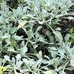 Achillea umbellata Deilen