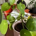 Pilea peperomioides 葉