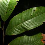 Matayba stenodictya Leaf