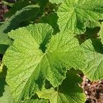 Pelargonium papilionaceum Hostoa