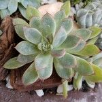 Echeveria pulidonisᱥᱟᱠᱟᱢ