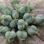 Euphorbia obesa Frugt
