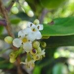 Ilex sebertii Flower