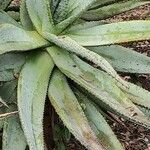 Aloe marlothii Leht