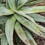 Aloe marlothii 葉