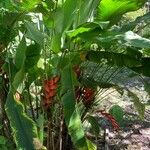 Heliconia stricta Leaf