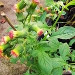 Crassocephalum crepidioides Blatt