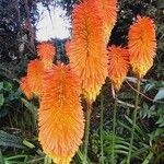 Kniphofia linearifoliaКвітка