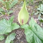 Arum italicumKvet