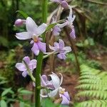 Spathoglottis plicataFlor