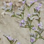 Limonium dodartii عادت داشتن