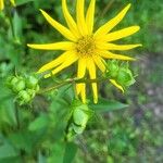 Silphium asteriscus Flower