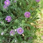 Centaurea pullataFlors