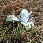 Iris reticulata Blomst