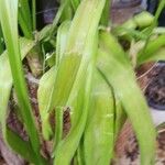 Albuca bracteata Hoja