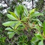 Myrsine asymmetrica Συνήθη χαρακτηριστικά