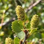 Betula humilis Fruto