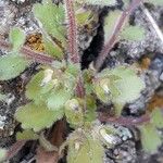 Campanula erinus Leaf
