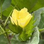 Gossypium barbadense Flower