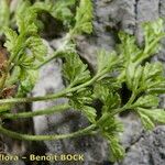 Asplenium lepidum Habitus