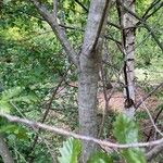 Salix bebbiana 樹皮