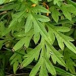 Cosmos sulphureus Leaf