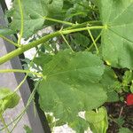 Malope trifida Blad