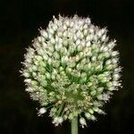 Allium scaberrimum Fruit