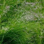 Festuca rivularis 形态