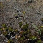 Senecio decaryi Hoja