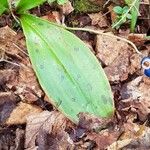 Clintonia borealis ᱥᱟᱠᱟᱢ