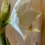 Hippeastrum reginae ᱵᱟᱦᱟ